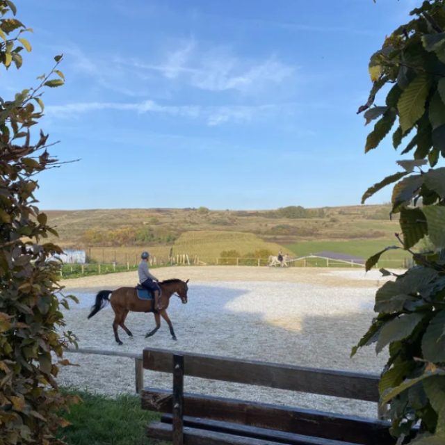 Lecții de echitație și pensiune pentru cai Cluj Napoca